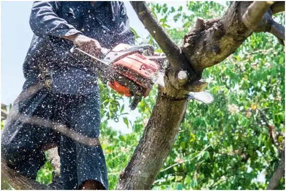 tree services Sextonville